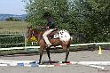 ApHCS Futurity Trail 3-5 year Old Horses